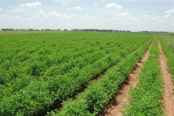 اراضی مدرن کشاورزی